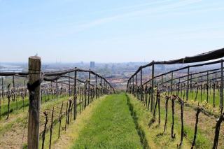 Your Complète Guide to Wine Tourism in France Your Complète Guide to Wine Tourism in France